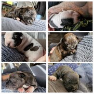 Staffordshire Bull Terrier - Both