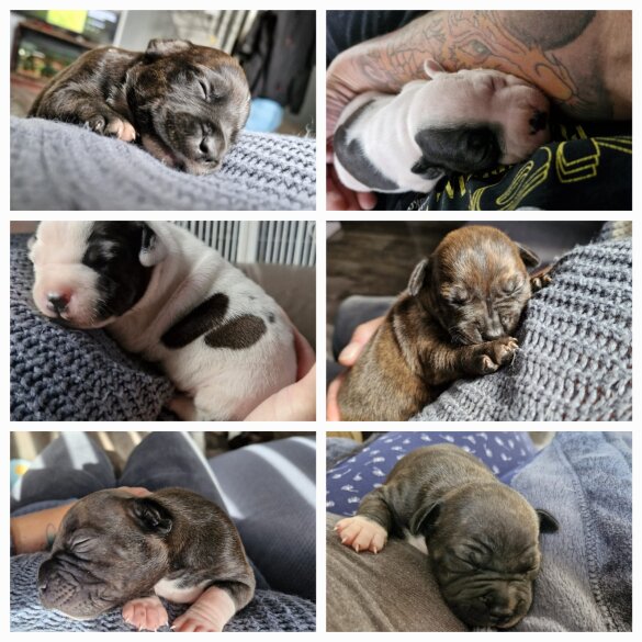 Staffordshire Bull Terrier - Both