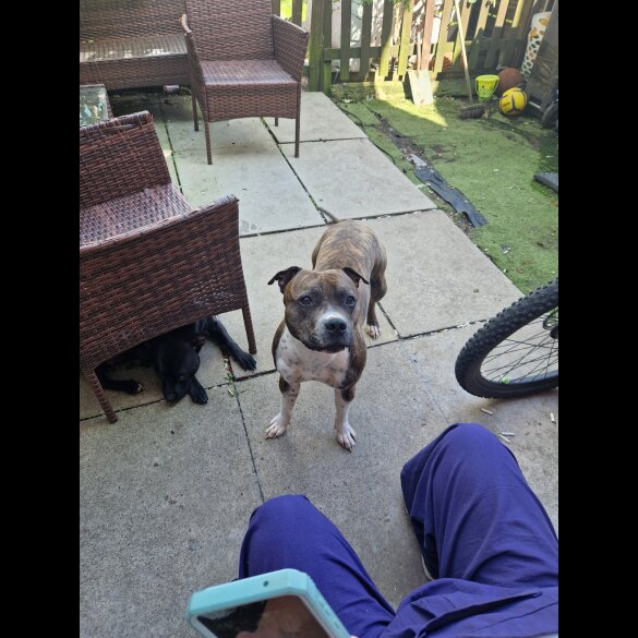 Staffordshire Bull Terrier - Both