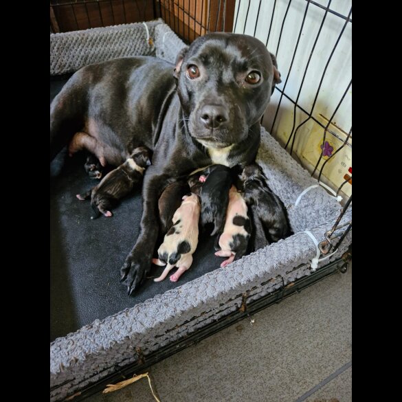 Staffordshire Bull Terrier - Both