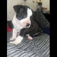Staffordshire Bull Terrier - Bitches
