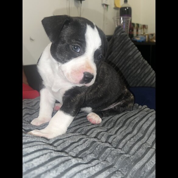 Staffordshire Bull Terrier - Bitches