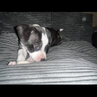 Staffordshire Bull Terrier - Bitches