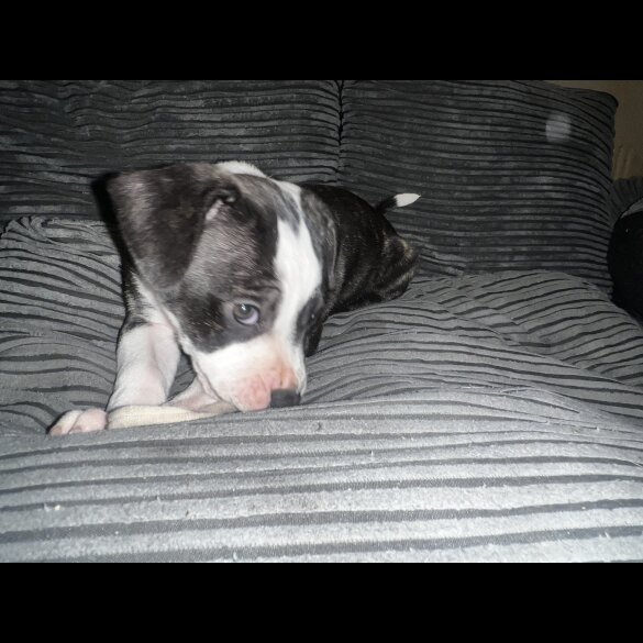 Staffordshire Bull Terrier - Bitches