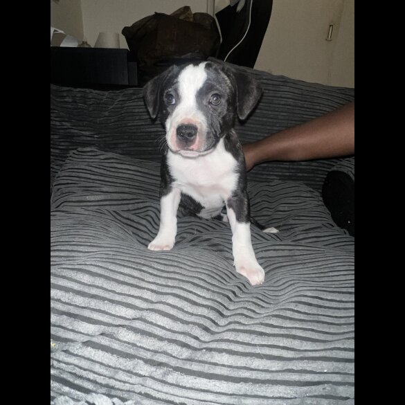 Staffordshire Bull Terrier - Bitches