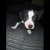 Staffordshire Bull Terrier - Bitches