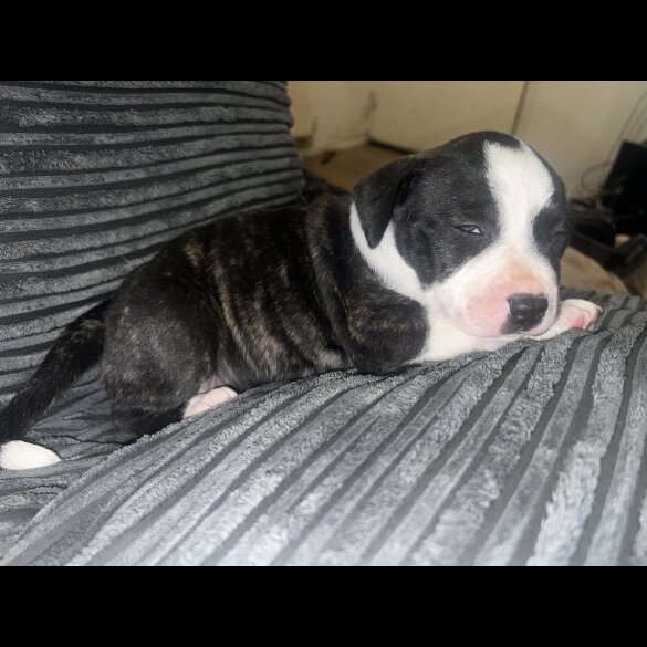 Staffordshire Bull Terrier - Bitches