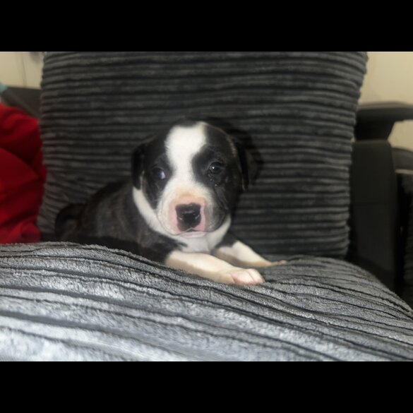 Staffordshire Bull Terrier - Bitches