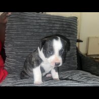 Staffordshire Bull Terrier - Bitches