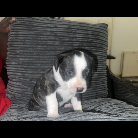 Staffordshire Bull Terrier - Bitches
