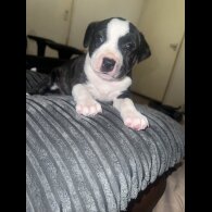 Staffordshire Bull Terrier - Bitches