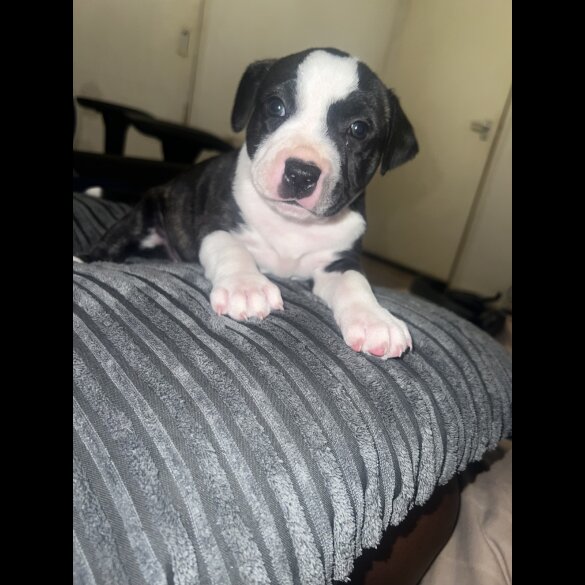 Staffordshire Bull Terrier - Bitches