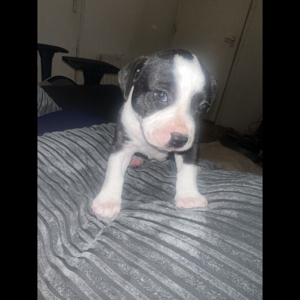 Staffordshire Bull Terrier - Bitches