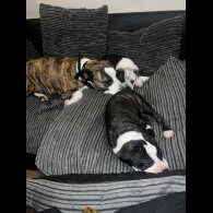 Staffordshire Bull Terrier - Bitches