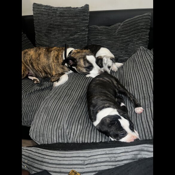 Staffordshire Bull Terrier - Bitches