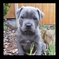 Staffordshire Bull Terrier - Both