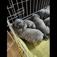 Staffordshire Bull Terrier - Both