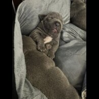 Staffordshire Bull Terrier - Both
