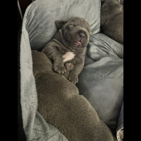 Staffordshire Bull Terrier - Both