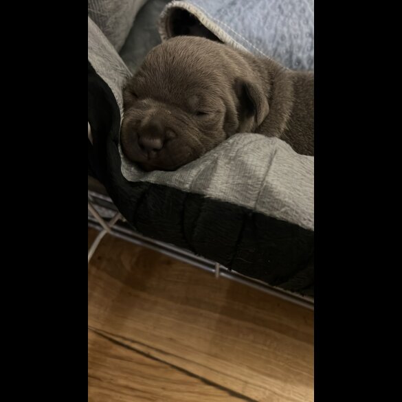 Staffordshire Bull Terrier - Both