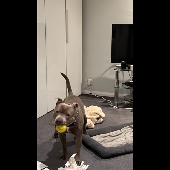 Staffordshire Bull Terrier - Both
