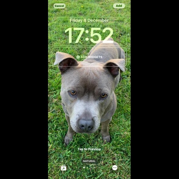 Staffordshire Bull Terrier - Both