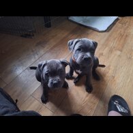 Staffordshire Bull Terrier - Both