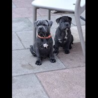Staffordshire Bull Terrier - Both
