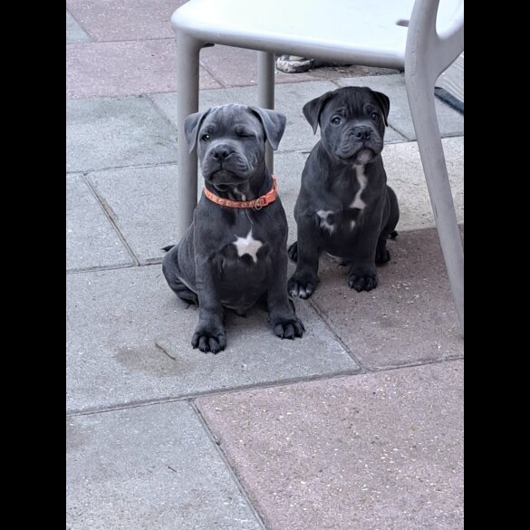Staffordshire Bull Terrier - Both