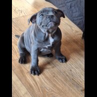 Staffordshire Bull Terrier - Both