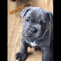 Staffordshire Bull Terrier - Both