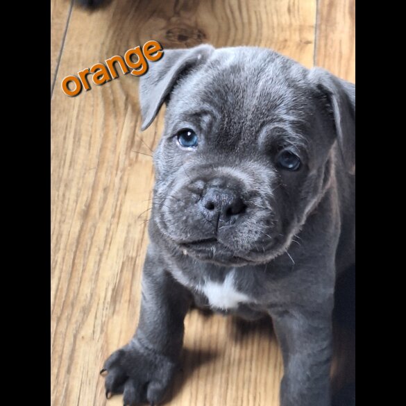 Staffordshire Bull Terrier - Both