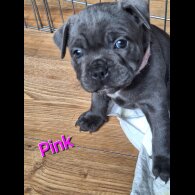 Staffordshire Bull Terrier - Both