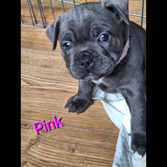 Staffordshire Bull Terrier - Both