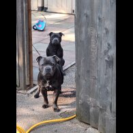 Staffordshire Bull Terrier - Both