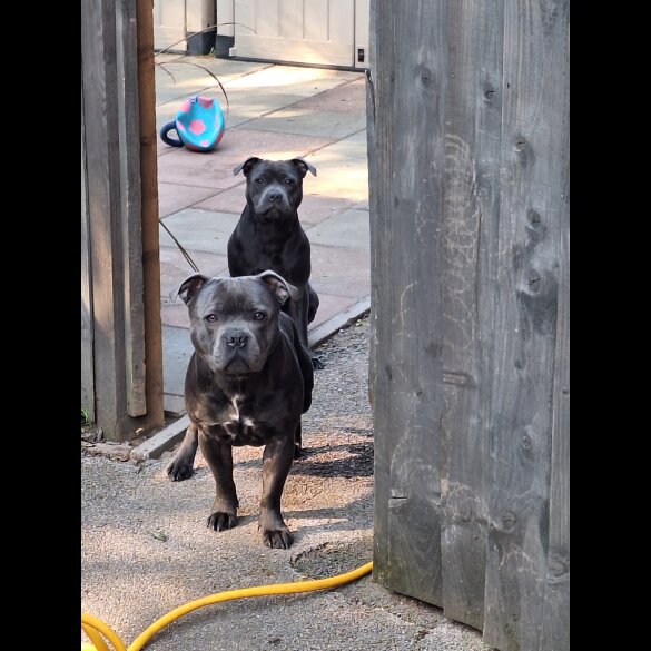 Staffordshire Bull Terrier - Both