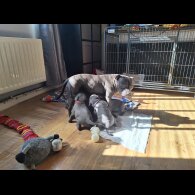 Staffordshire Bull Terrier - Both