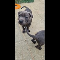 Staffordshire Bull Terrier - Both