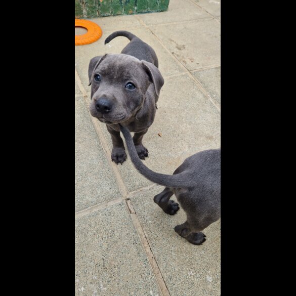 Staffordshire Bull Terrier - Both