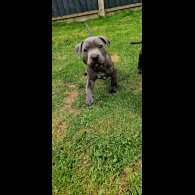 Staffordshire Bull Terrier - Both
