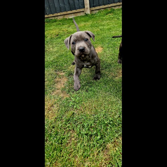 Staffordshire Bull Terrier - Both