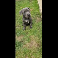 Staffordshire Bull Terrier - Both