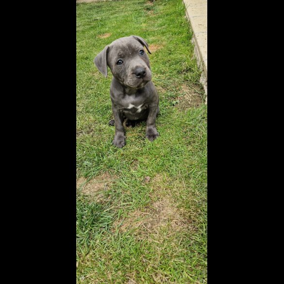 Staffordshire Bull Terrier - Both