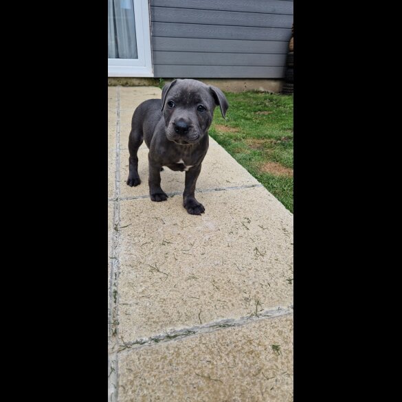Staffordshire Bull Terrier - Both