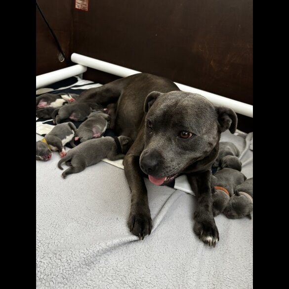 Staffordshire Bull Terrier - Bitches