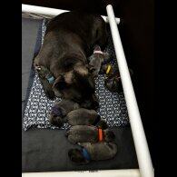 Staffordshire Bull Terrier - Bitches