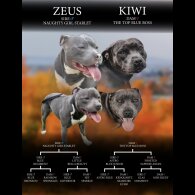 Staffordshire Bull Terrier - Bitches