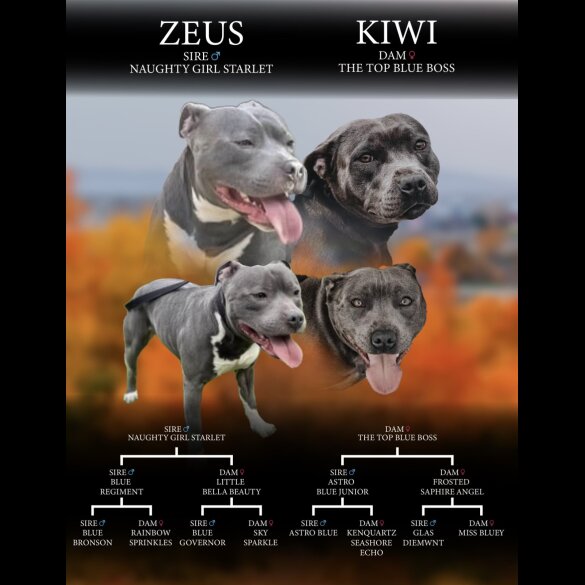 Staffordshire Bull Terrier - Bitches
