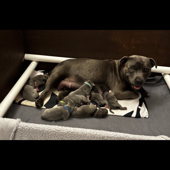 Staffordshire Bull Terrier - Bitches
