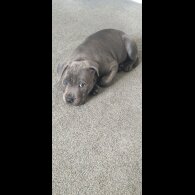 Staffordshire Bull Terrier - Both